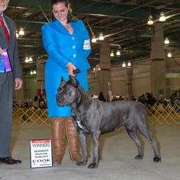 Lola - Cane Corso
