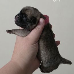 Girl 1 - Fawn female Pug puppy in Olin, North Carolina from Piggy Pugs