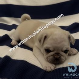 Boy 3 - contact for availability. Priority is given to waitlist. - male Pug puppy in Cleveland, Ohio from Whimsical White Pugs - Quality Comes First