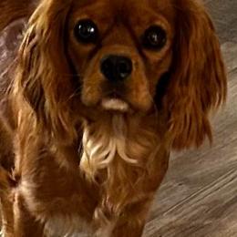 Twix - Cavalier King Charles Spaniel
