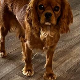 Twix - Cavalier King Charles Spaniel