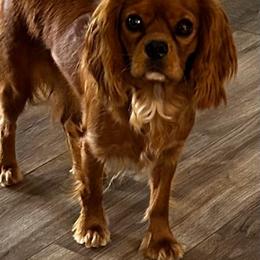 Twix - Cavalier King Charles Spaniel