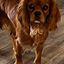 Twix - Cavalier King Charles Spaniel