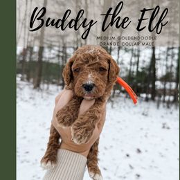 Buddy - Red  male Goldendoodle puppy in Brookville, Pennsylvania from Woodland Mountain Doodles
