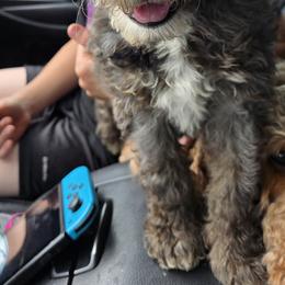 Bernedoodle and Goldendoodle Puppies from Ivey's Poodles & Doodles