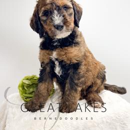 Moose - Sable male Bernedoodle puppy in Baroda, Michigan from Great Lakes Bernedoodles