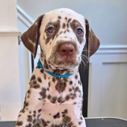 Dalmatian Puppies from Spotted Theory