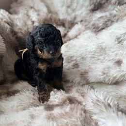 Bowser - Phantom male Poodle puppy in Uniondale, New York from Poodles Are Mixy