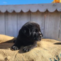 Chonk - Black Male - Black male Labrador Retriever puppy in Priest River, Idaho from Lazy Daisy Labs