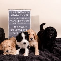 Bernedoodle Puppies from Sugarcreek Haven Bernedoodles