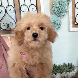 Sir Enzo- Blue collar - Apricot male Maltipoo puppy in Southern,, California from Maltipoo Tiny Pups & More
