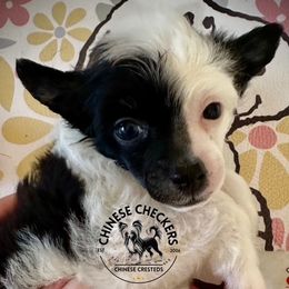 Boy 2 - male Chinese Crested puppy in Port Charlotte, Florida from Chinese Checkers Chinese Cresteds