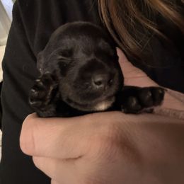 Pink - Black female Scottish Terrier puppy in Lubbock, Texas from RocketST