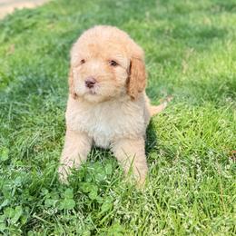 Snow - Cream female Goldendoodle puppy in Rome, Georgia from Victoria’s Designer Doodles