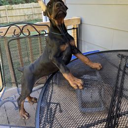 Doberman Pinscher Puppies from Bhon Mhuir Dobermanns