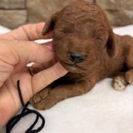 Black collar boy - Red  male Goldendoodle puppy in Cullman, Alabama from My Awesome Rover
