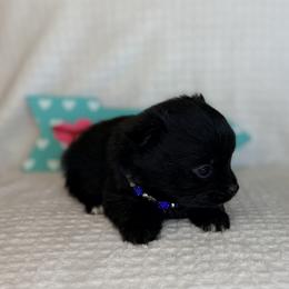 Tiny Tim - Black male Pomeranian puppy in Lexington, Oklahoma from BooneDox Miniature Dachshunds