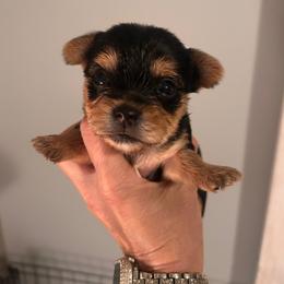 Snoopy - Blue and gold male Yorkshire Terrier puppy in Hot Springs, Arkansas from Weslynn Kennels