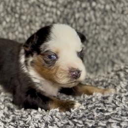 Rune - Blue merle male Miniature Australian Shepherd puppy in Michie, Tennessee from Acton Aussies