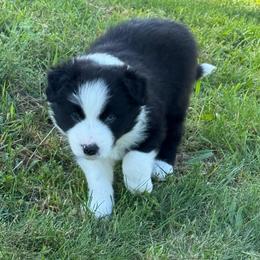 Rex - Black and white male Border Collie puppy in Dorr, Michigan from Pineview Farm