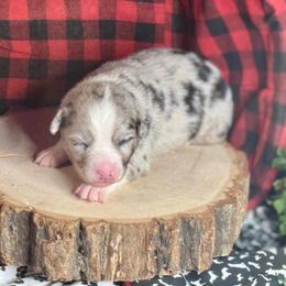Fluffy - Blue merle female Australian Shepherd puppy in California from Eagle River Aussies