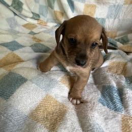 Larry CKC - Wild boar male Dachshund puppy in Henrico, Virginia from Darling Doxies