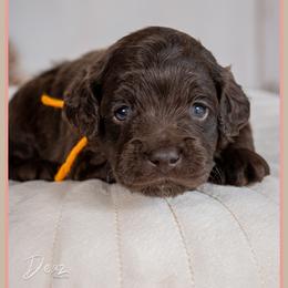 Pete - Brown male Cockapoo puppy in Connersville, Indiana from Deaz Doodle Ranch