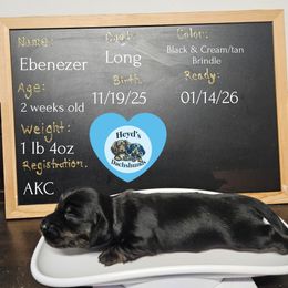 Ebenezer - Brindle male Dachshund puppy in Hoquiam, Washington from Heyd's Mini Dachshunds