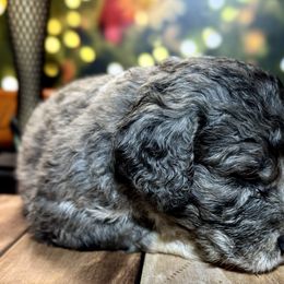 Ralphie Merle Parti male 1 - Merle male Labradoodle puppy in Kingston, Georgia from CC Familydoodles