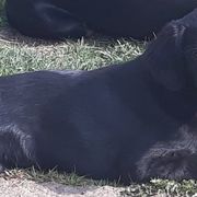 Doberman Pinschers, Flat-Coated Retrievers, and Golden Retrievers from Creekwood Kennel