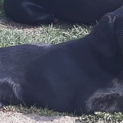 Doberman Pinschers, Flat-Coated Retrievers, and Golden Retrievers from Creekwood Kennel
