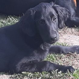 Doberman Pinschers, Flat-Coated Retrievers, and Golden Retrievers from Creekwood Kennel
