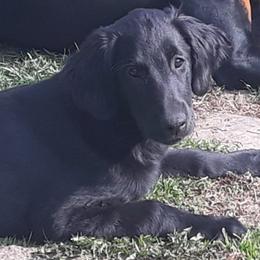 Doberman Pinschers, Flat-Coated Retrievers, and Golden Retrievers from Creekwood Kennel