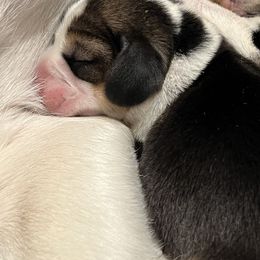 Girl 1 - Black tan and white Beagle puppy in Crawfordville, Indiana from Flatbroke Beagles