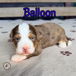 Balloon - Chocolate merle male Bernedoodle puppy in Banner Elk, North Carolina from Walnut Tree Bernedoodles