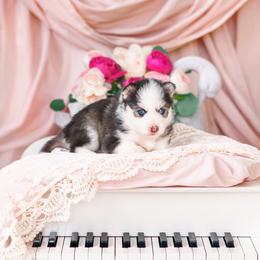 Nocturne - Black and white male Pomsky puppy in Mattoon, Illinois from Southpaw Pomskies