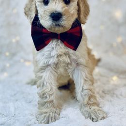 Goldendoodle Puppies from Castillo Family Farm