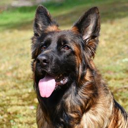 Tanzy - German Shepherd