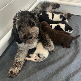 Sprinkle - Black and white female Aussiedoodle puppy in Clarkston, Washington from Doodle & Poodle Palace