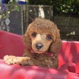 Abigail - Red  female Poodle puppy in Fort Salonga, New York from Blues Performance Poodles
