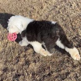 Old English Sheepdog Puppies from Whimzy Old English Sheepdogs
