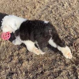 Old English Sheepdog Puppies from Whimzy Old English Sheepdogs
