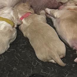 Pink Collar - Golden female Lhasa Apso puppy in Port Royal, Virginia from Hearth and Hound Family Farms