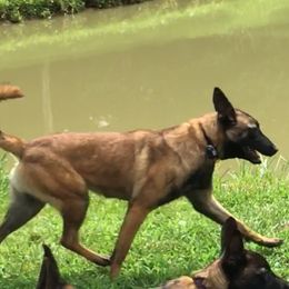 Missy - Belgian Malinois