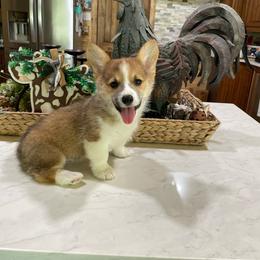 Junior - Sable male Pembroke Welsh Corgi puppy in Canton, Texas from Circle M Corgis