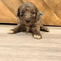Blue Merle female - Merle female Goldendoodle puppy in Vallejo, California from Well Rooted Doodles