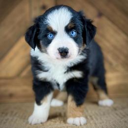 Quinn - Miniature Australian Shepherd