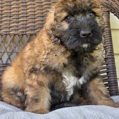 AKC Rumi - Fawn female Bouvier des Flandres puppy in Marionville, Missouri from Sandbox Puppies