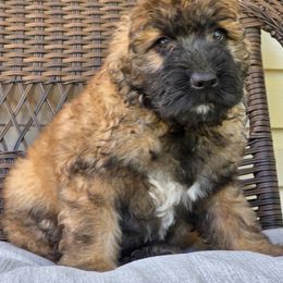 AKC Rumi - Fawn female Bouvier des Flandres puppy in Marionville, Missouri from Sandbox Puppies