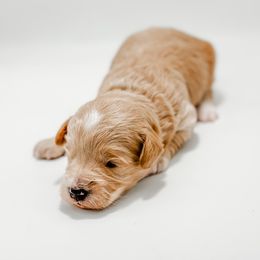 Elsa - Cream female Goldendoodle puppy in Valley Center, California from AweStrunk Farms